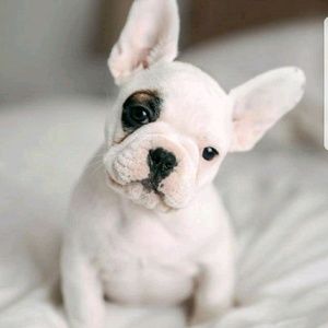 Meet your Posher, Duke